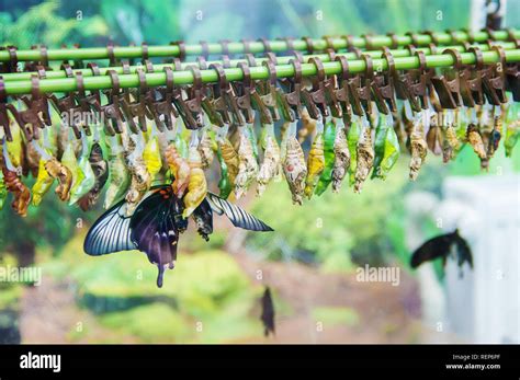 Der Butterfly Farm, ein farbenfrohes Paradies für Naturliebhaber in Bachok!