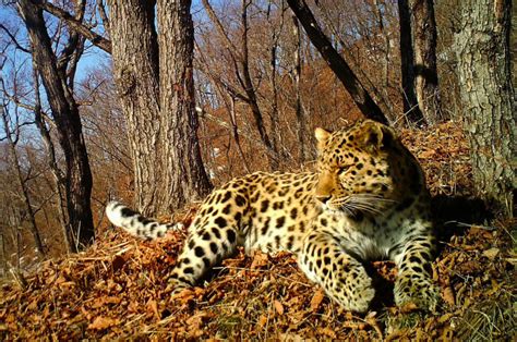  Das Ussuriysky Reservat: Eine unvergessliche Begegnung mit der russischen Wildnis!